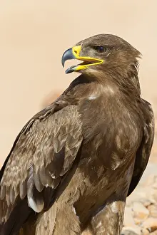 Steppe Eagle Stampe: Steppe Eagle