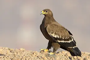 Steppe Eagle Stampe: Steppe Eagle
