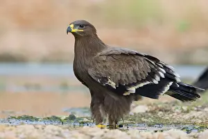 Raptor Wildlife Photography Stampe: Steppe Eagle