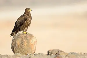 Accipitridae Family Stampe: Steppe Eagle