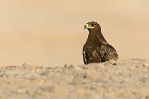 Raptor Species Stampe: Steppe Eagle