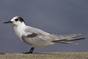 Sterna Hirundo Images Stampe: Sterna comune; Common Tern; Sterna hirundo
