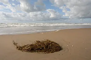 Dutch Coast Scenery Stampe: Strand, Beach