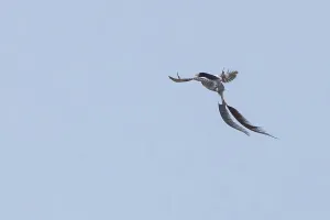 South America Wild Animals Stampe: Strange-tailed Tyrant, Alectrurus risora