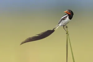 Wildlife In Argentina Stampe: Strange-tailed Tyrant, Alectrurus risora