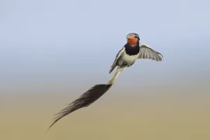 Argentina Nature Reserve Stampe: Strange-tailed Tyrant, Alectrurus risora