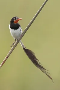Argentina Nature Reserves Stampe: Strange-tailed Tyrant, Alectrurus risora