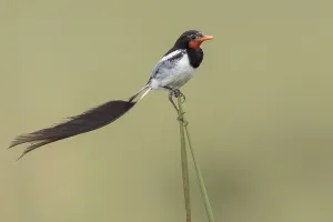 Argentina Nature Reserves Stampe: Strange-tailed Tyrant, Alectrurus risora