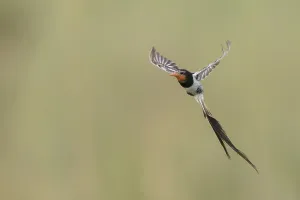 Natural Environment Conservation Stampe: Strange-tailed Tyrant, Alectrurus risora