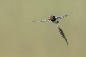 Argentina Nature Reserve Stampe: Strange-tailed Tyrant, Alectrurus risora