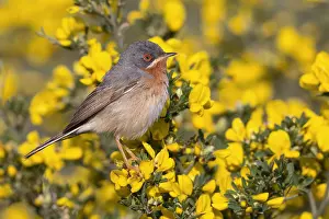 Sylviidae Family Birds Stampe: Subalpine Warbler