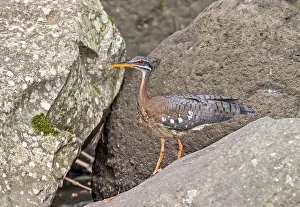 Perched Bird Of Prey Stampe: Sunbittern, Eurypyga helias