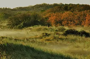 Texel Landscape Stampe: Texel
