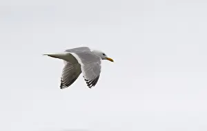 Nature Fauna Images Stampe: Thayer's Gull, Larus thayeri