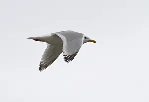 Flying Birds Stampe: Thayer's Gull, Larus thayeri