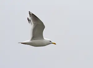 North America Nature Images Stampe: Thayer's Gull, Larus thayeri