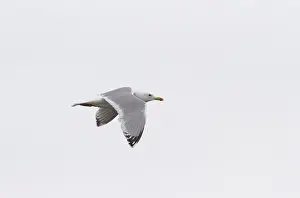 North America Nature Images Stampe: Thayer's Gull, Larus thayeri