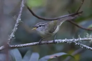 Leaf Warbler Species Stampe: Timor Leaf Warbler, Phylloscopus presbytes