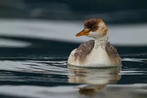 South American Birdlife Stampe: Titicaca Grebe
