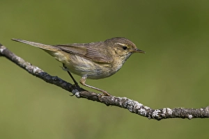Immagini datate 25 giugno 2015: Tjiftjaf; Chiffchaff; Phylloscopus collybita