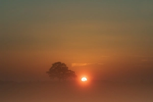 Autumn Trees Europe Stampe: Trees at sunset