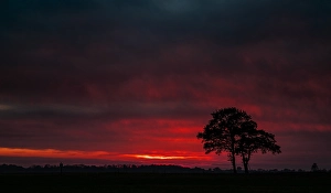 Sunset In Europe Stampe: Trees at sunset