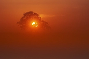 Dutch Landscape Stampe: Trees at sunset