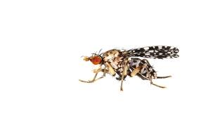 Macro Wildlife Photography Stampe: Trypetoptera punctulata