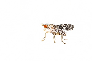 Close Up Insect Images Stampe: Trypetoptera punctulata