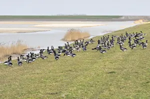 Texel Landscape Stampe: Utopia Texel