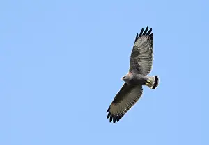 American Bird Of Prey Stampe: Variable Hawk, Geranoaetus polyosoma