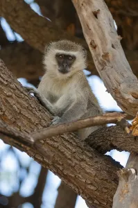 Vervet Monkey Stampe: A vervet monkey, Cercopithecus aethiops