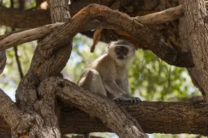 Vervet Monkey Stampe: A vervet monkey, Cercopithecus aethiops
