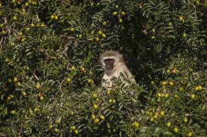 Vervet Monkey Stampe: A vervet monkey, Cercopithecus aethiops