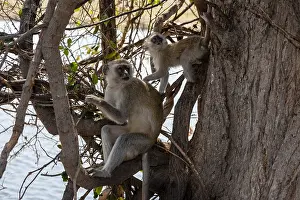 Chobe National Park Botswana Stampe: A vervet monkey, Cercopithecus aethiops