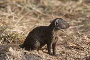 African Mammal Species Stampe: A side view of a dwarf mongoose