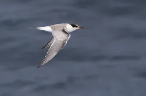 Sterna Hirundo Stampe: Visdief, Common Tern, Sterna hirundo
