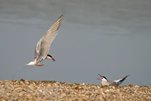 Sterna Hirundo Stampe: Visdief, Common Tern, Sterna hirundo