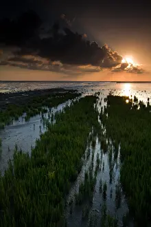 Netherlands Landscape Stampe: Waddenzee, Waddensea