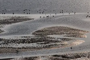 Netherlands Landscape Stampe: Waddenzee, Waddensea
