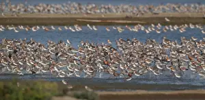 Wading Birds In Asia Stampe: Waders