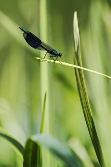 Male Dragonfly Stampe: Weidebeekjuffer