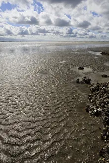 Dutch Coastline Scenery Stampe: Westerschelde