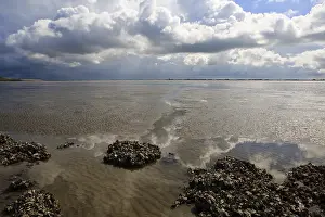 Dutch Coastline Landscape Stampe: Westerschelde