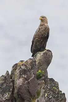 White Tailed Eagle Habitat Stampe: White-tailed Eagle