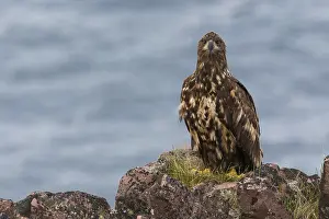 Haliaeetus Albicilla Stampe: White-tailed Eagle