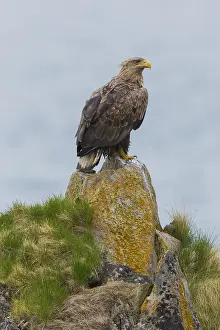 Accipitridae Family Eagles Stampe: White-tailed Eagle