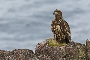 Haliaeetus Albicilla Stampe: White-tailed Eagle