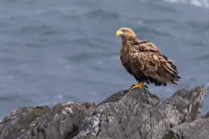 Haliaeetus Albicilla Stampe: White-tailed Eagle