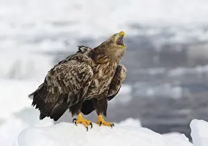 Hokkaido Japan Wildlife Stampe: White-tailed eagle crying
